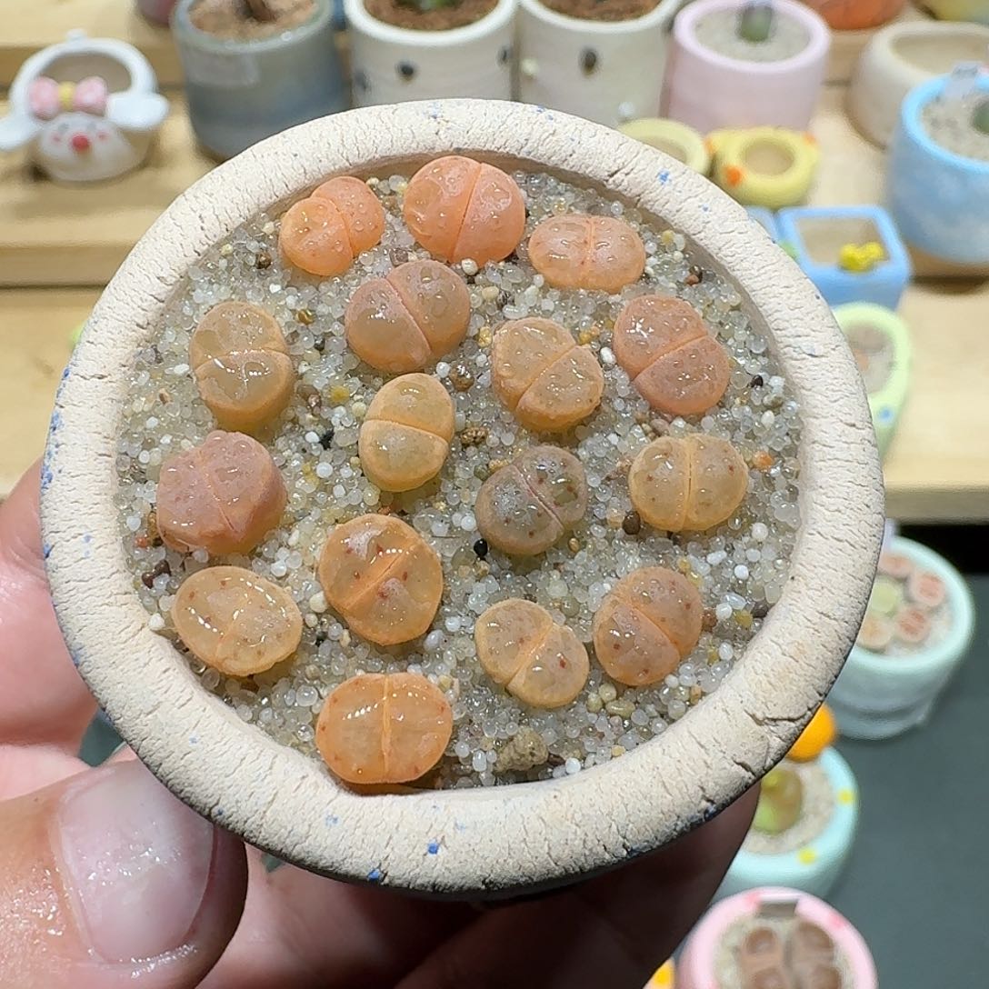 红陶蘑菇653草莓惜春