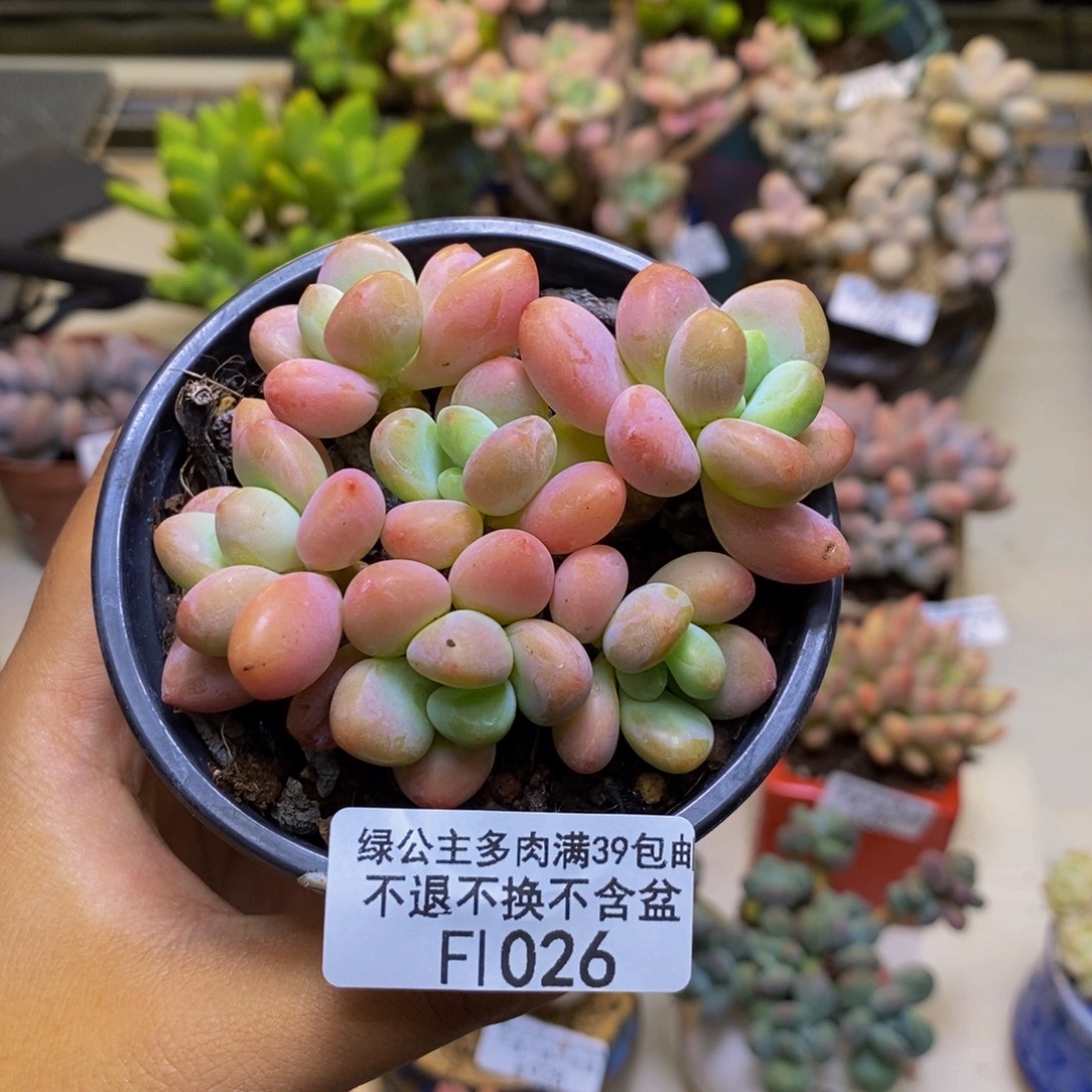 026橘子香水多肉7cm