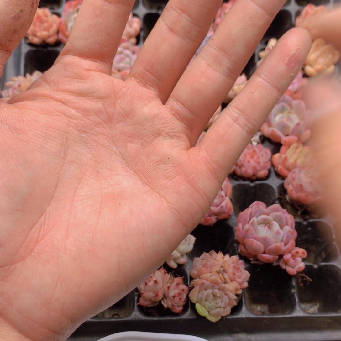 喵***花保温箱多肉植物简介