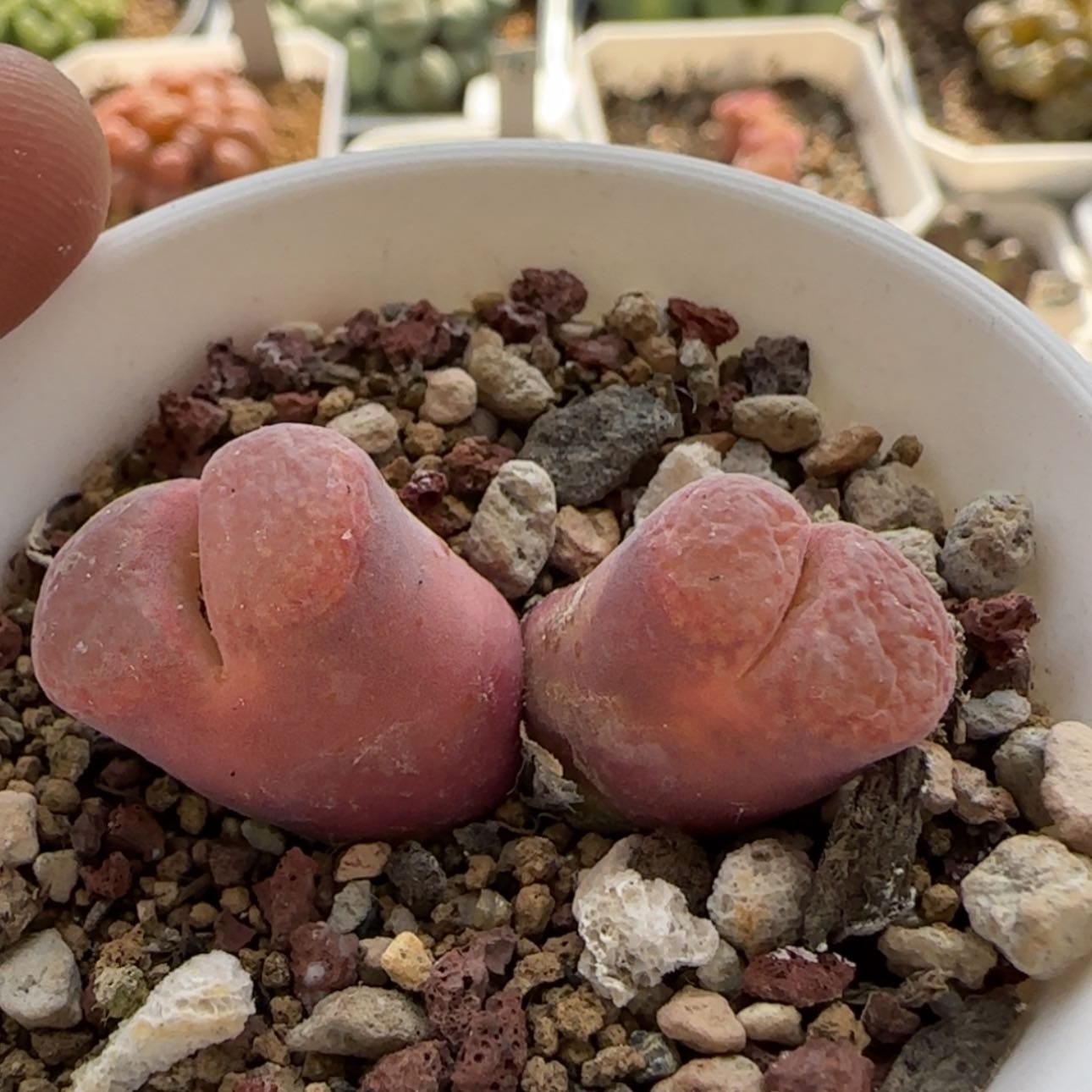 【闪购商品】7928    