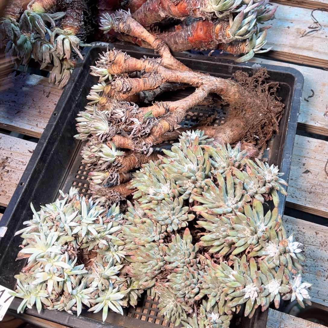 7517哈哈哈哈哈哈哈哈