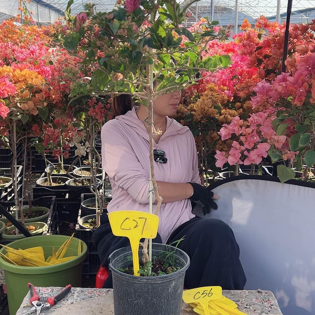 方***方大部分花苞少量开放C27米罗