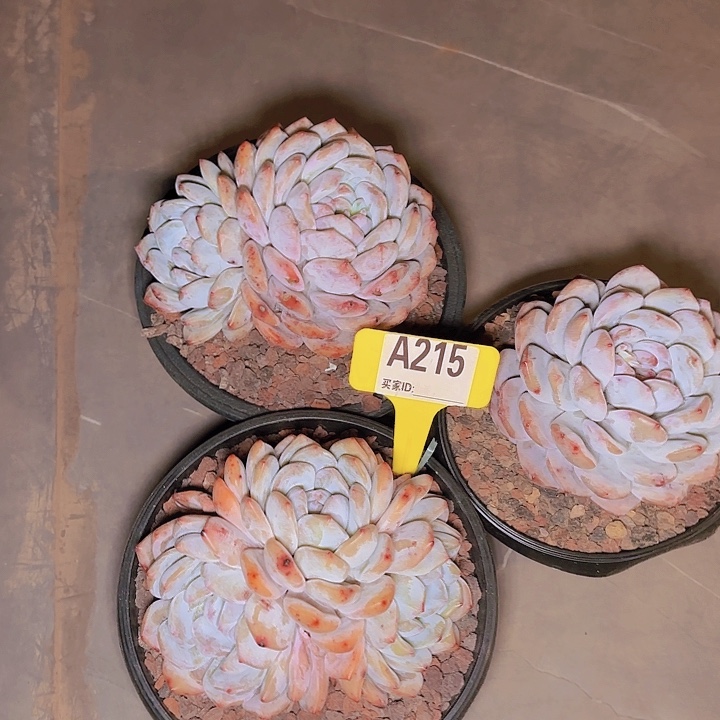 *️****梦露三颗A215.....