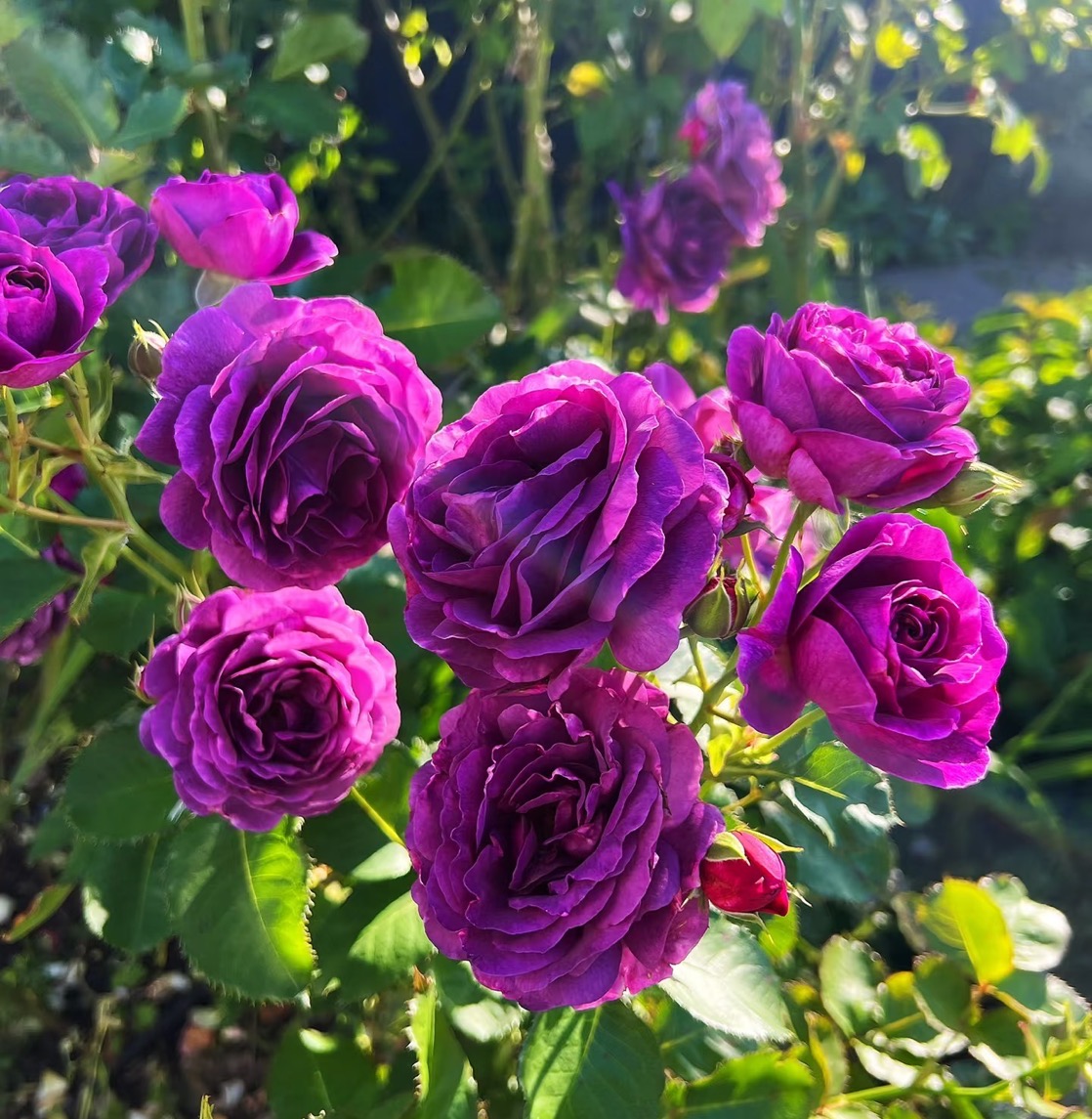 比利时【浓香 大花 带花苞】爬藤植物阳台庭院四季开花