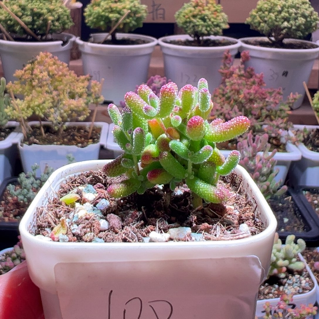 不***心100橘子糖一物一拍包开箱