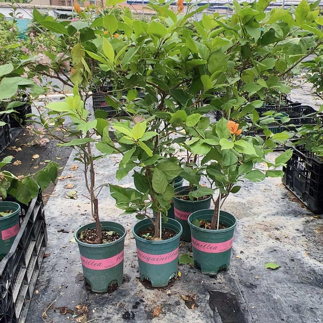 当前无花栽培后可以开花变色龙一颗