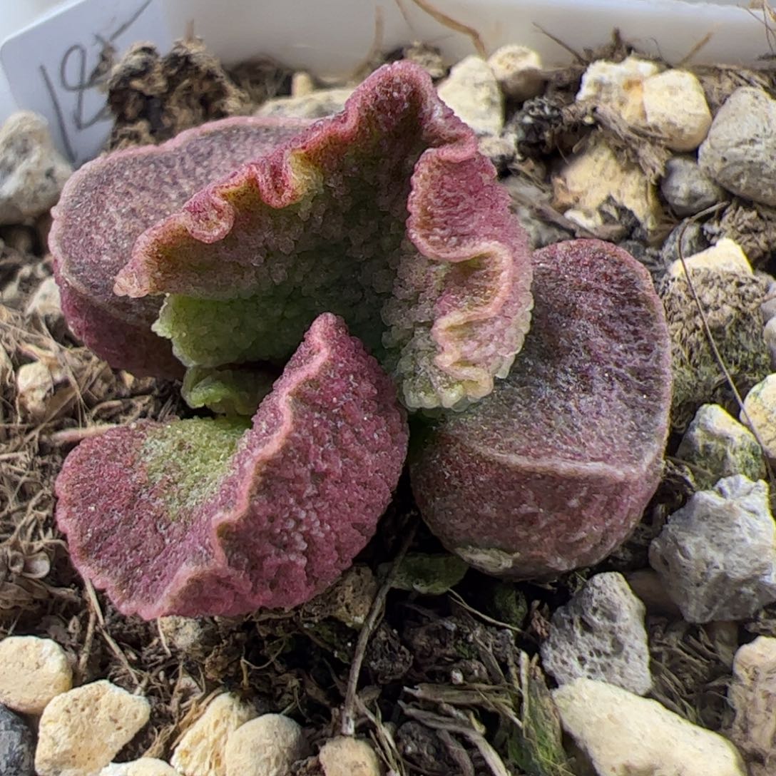实生新品整颗多肉植物水泡