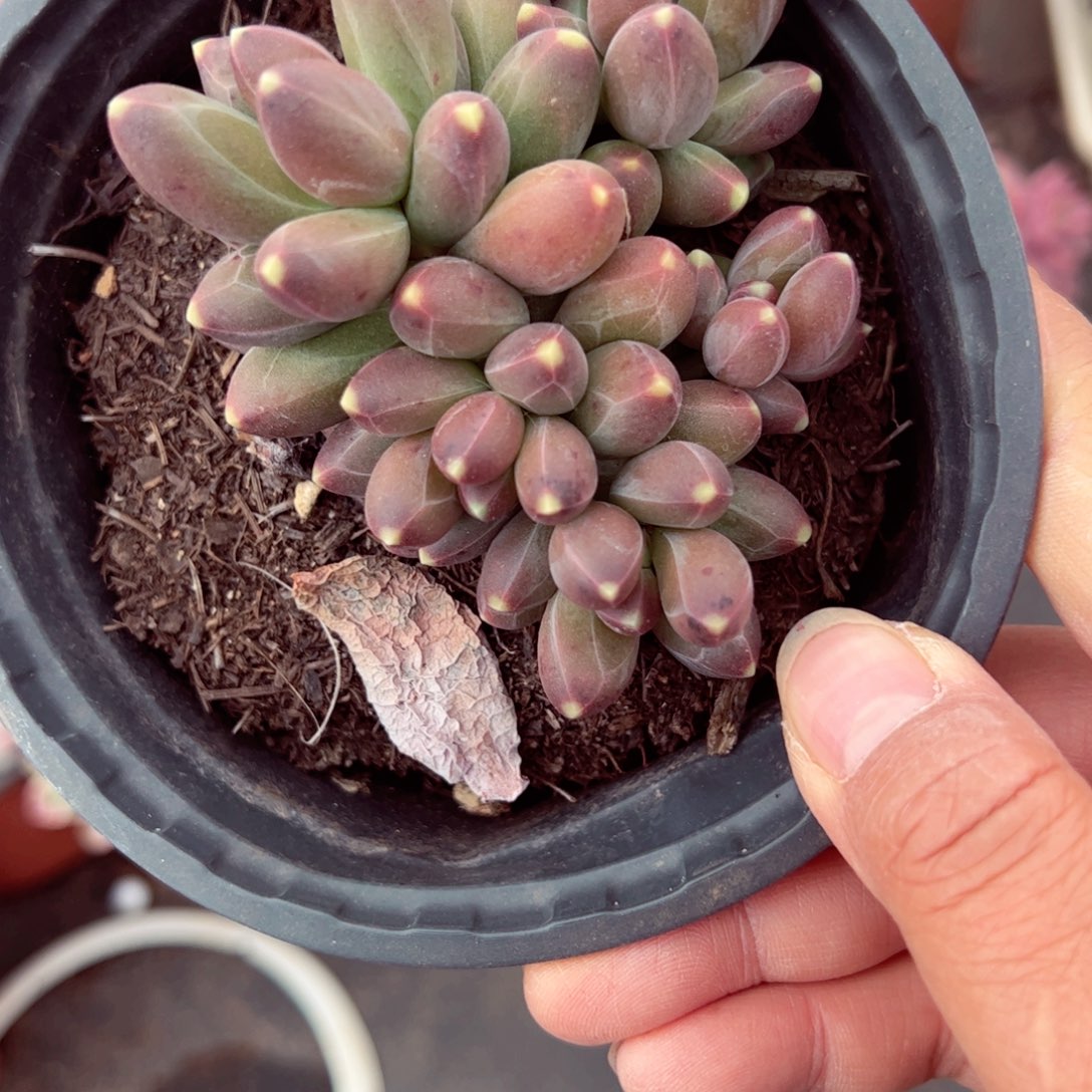 千代田之松控养120杯