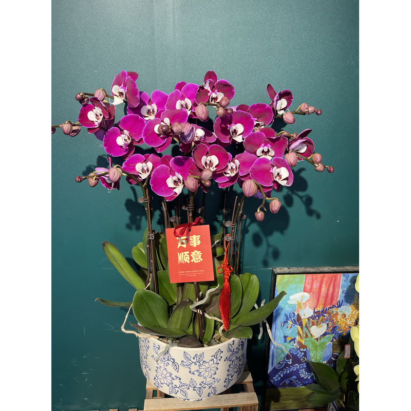 蝴蝶兰，新品米歇儿，带花，真花室内桌面绿植