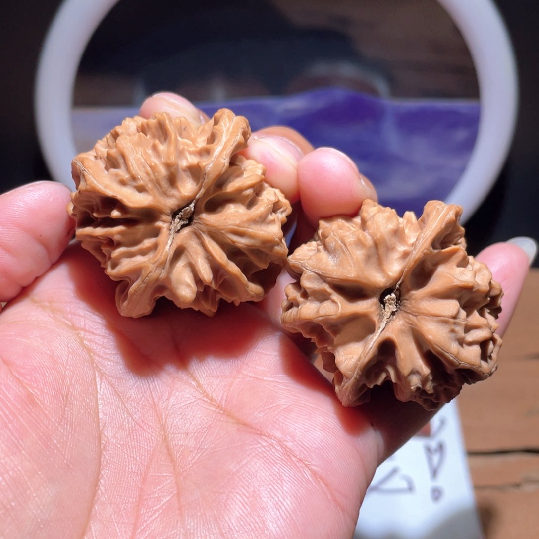 大*说S230。 41尺。 大龙