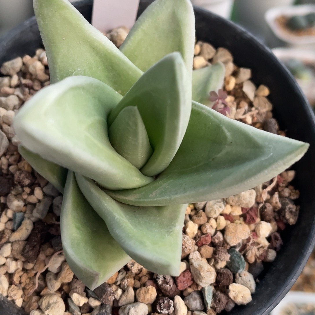 007脱土发货111111