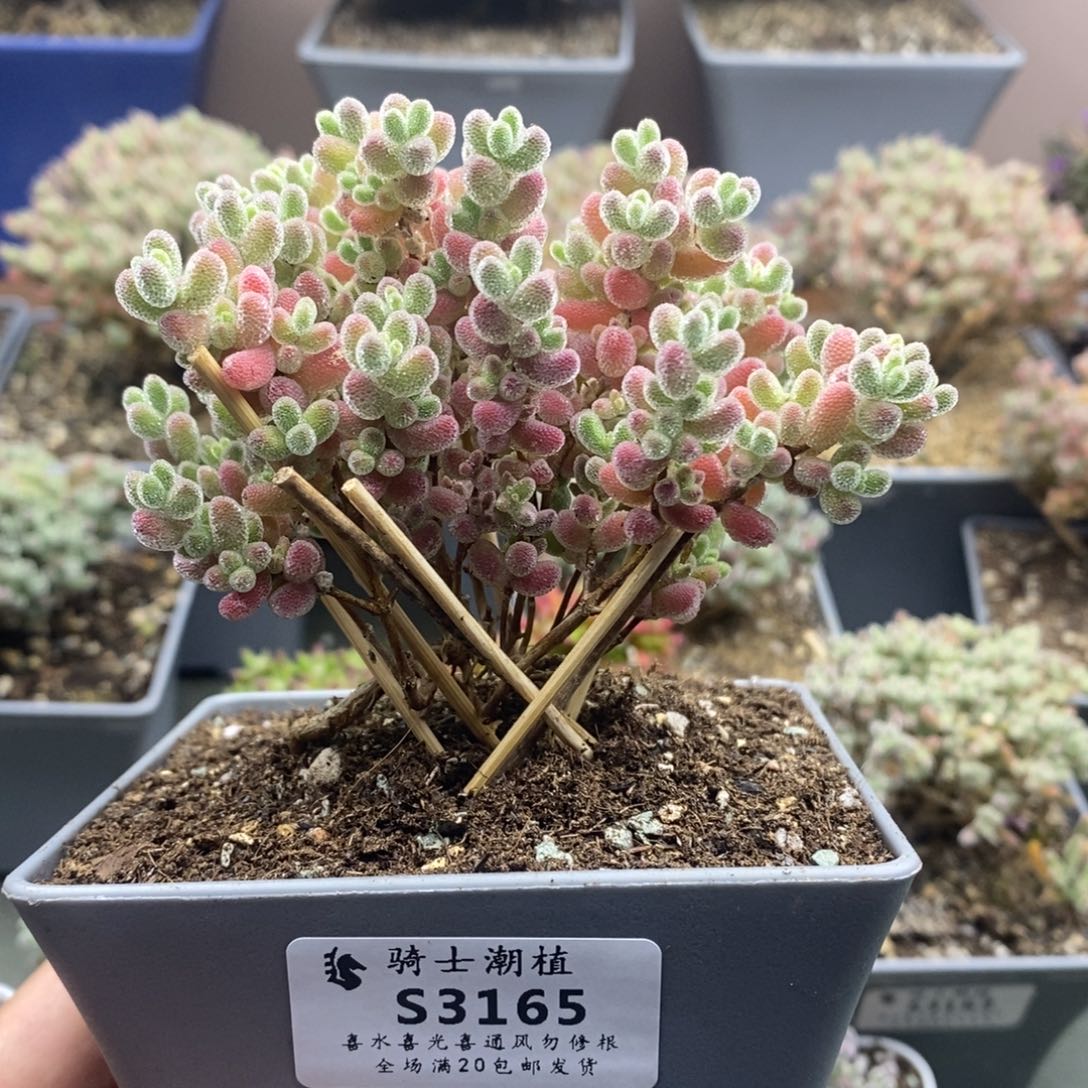 3165实生精控优选冰晶造型桩