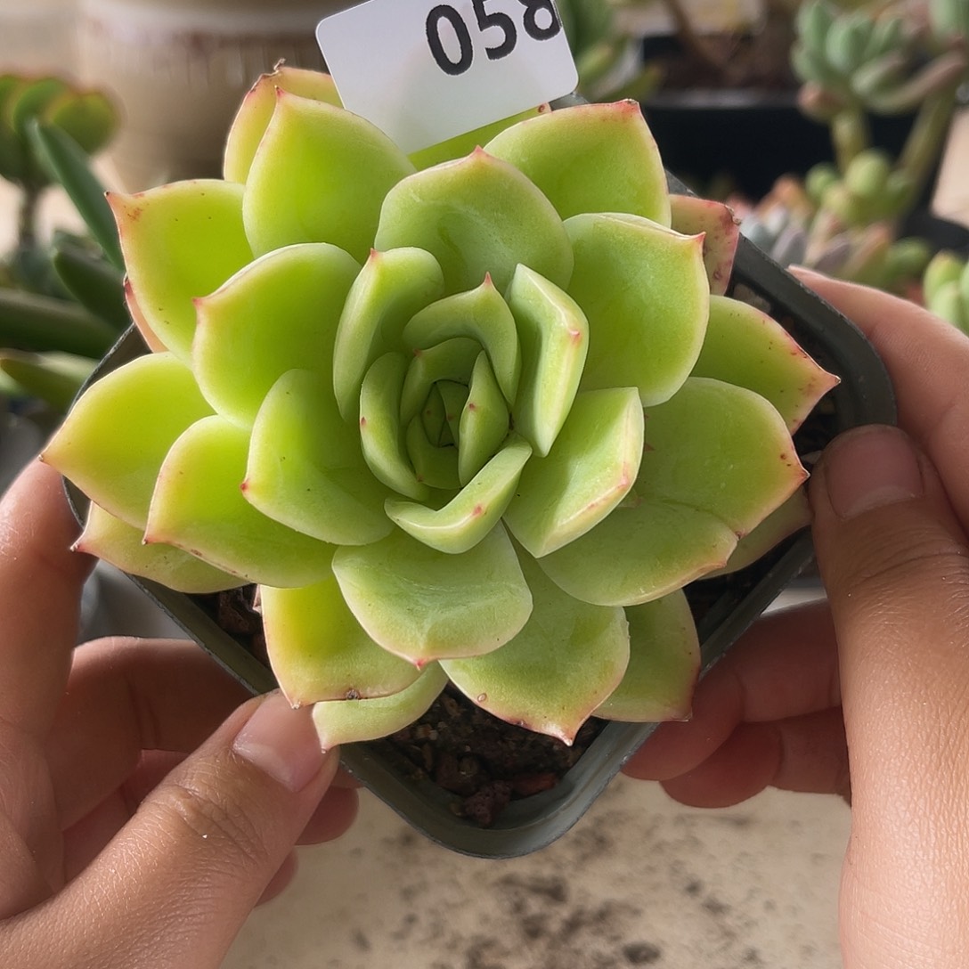 鹅黄。 058。 11111111111