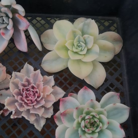 大可爱玫瑰白覆轮锦砍头