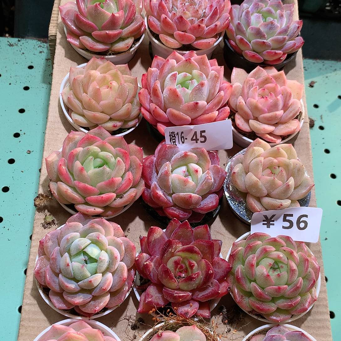 16-45一物一拍带盆18颗