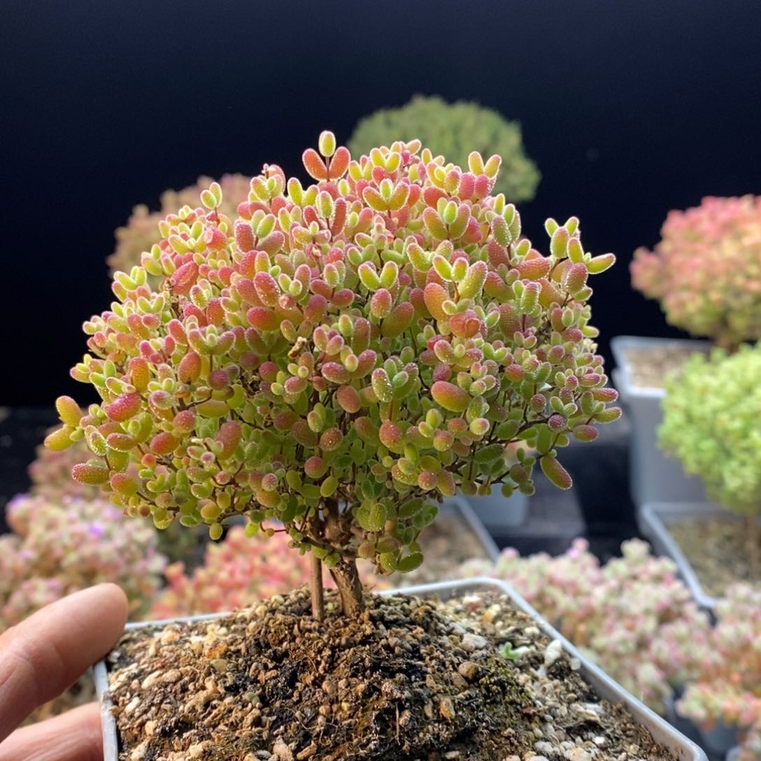 陆*610蜜橘糖球。