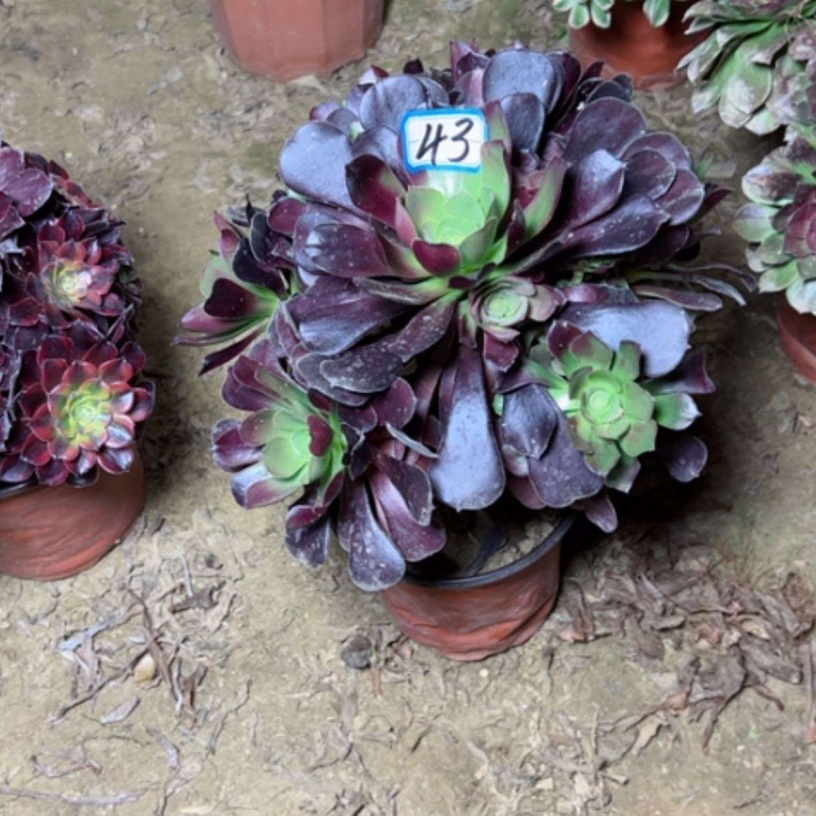 【闪购商品】安*多肉植物欧紫43