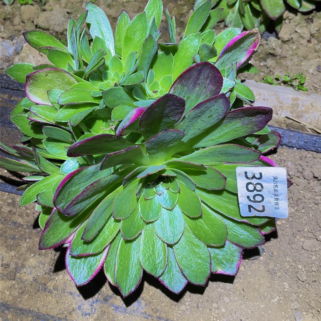 3892孔雀翎多肉植物