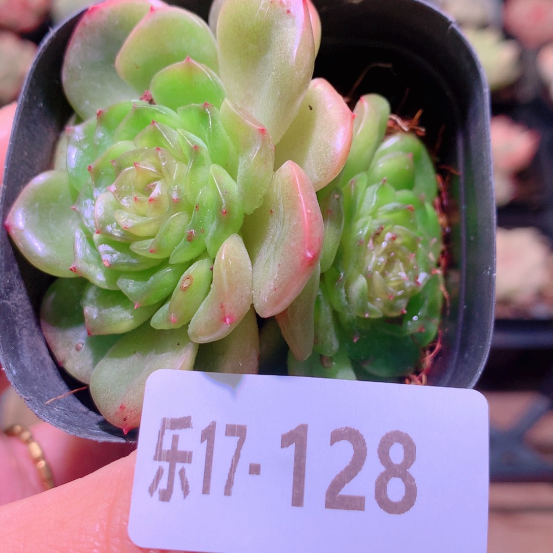 乐然17-128 新品双头