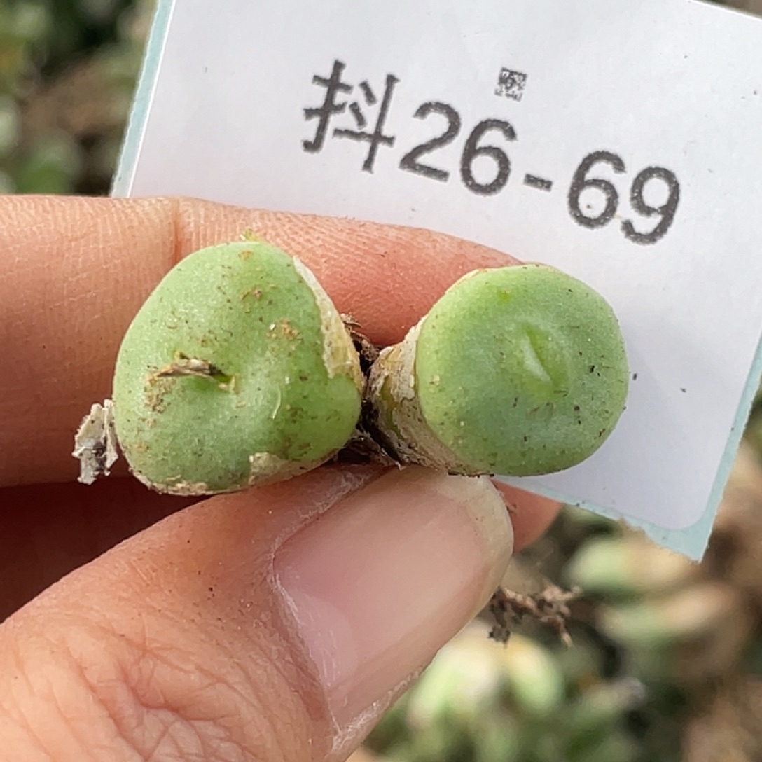 26-69毛钮扣多肉植物