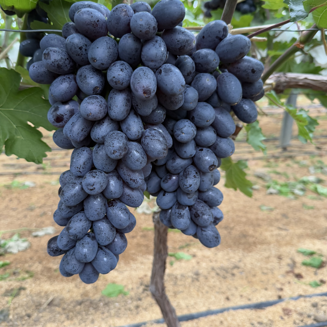 行雨苗木-无籽黑提葡萄苗（夏黑砧木）