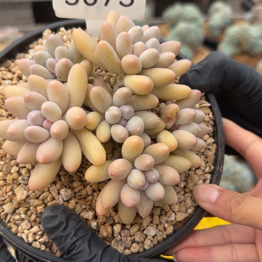 5073。      小汤圆