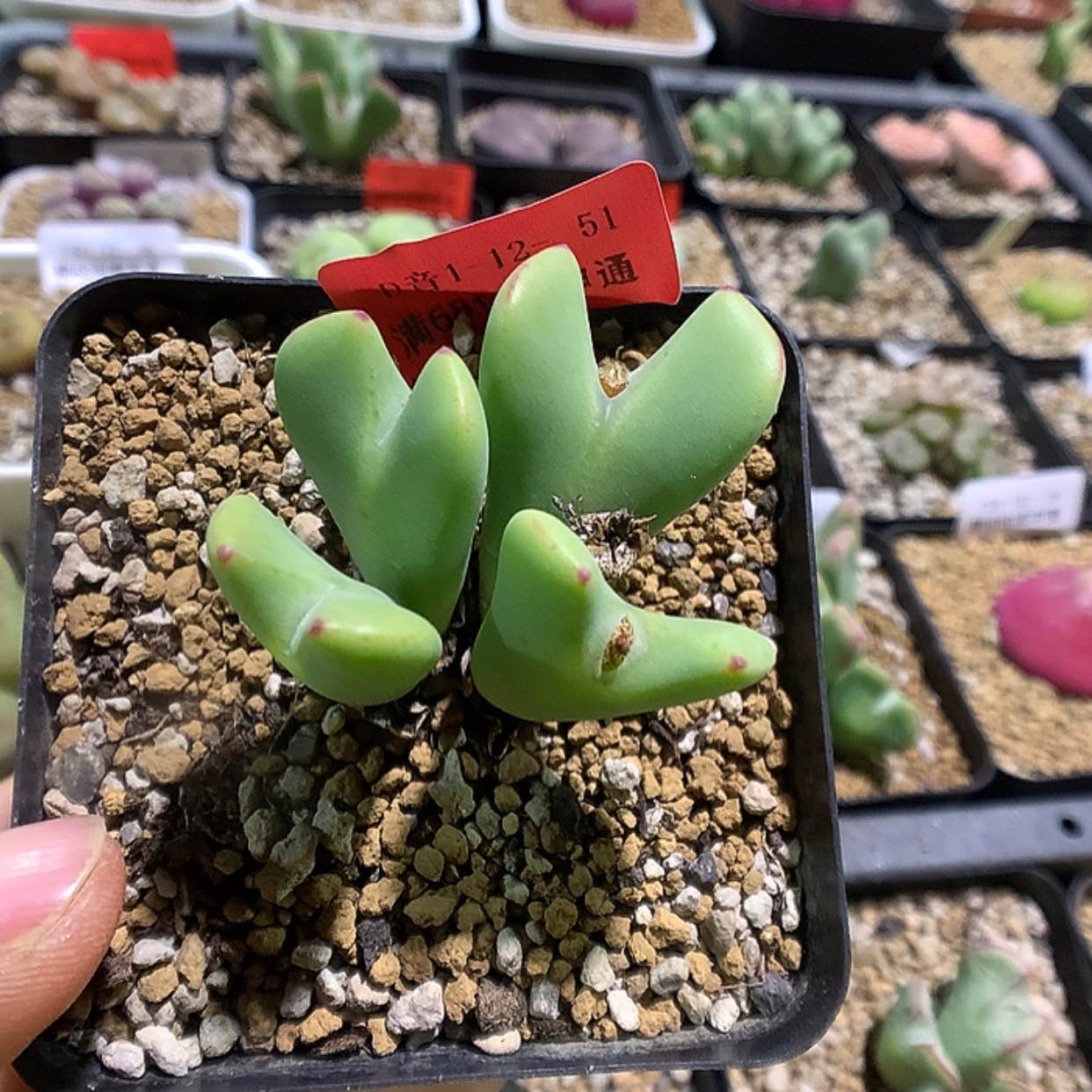 【闪购商品】1-12-51 毛牛角一群特 40