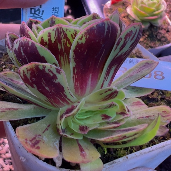 HR508月之烬华福利