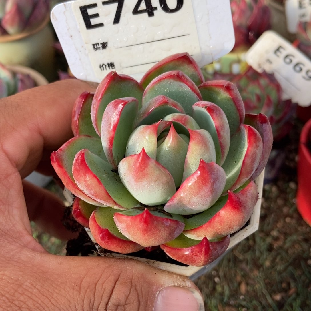 惊鸿一瞥740号号