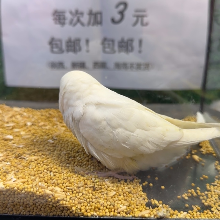 虎皮鹦鹉大头虎皮鹦鹉