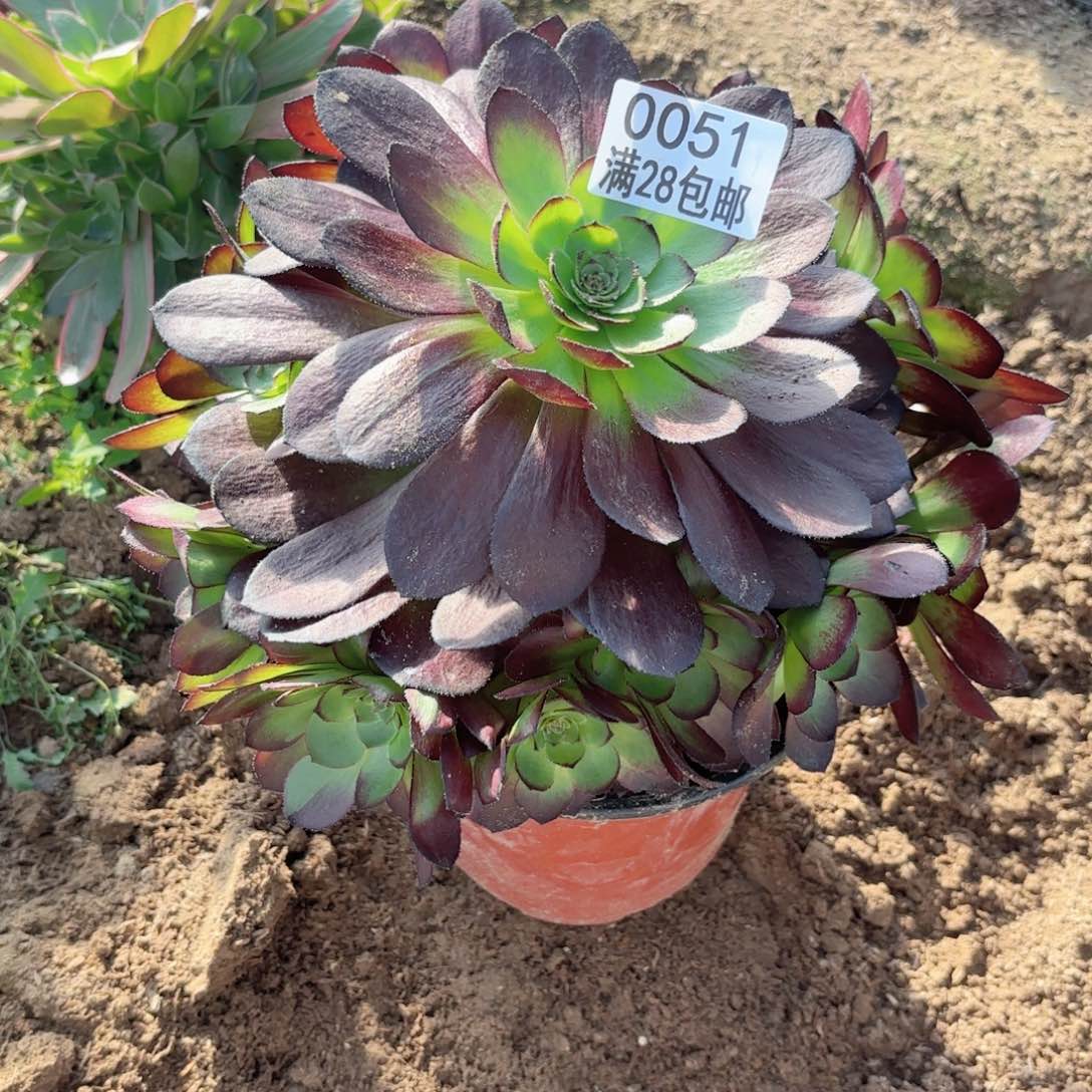 M. 0051黑美人多肉