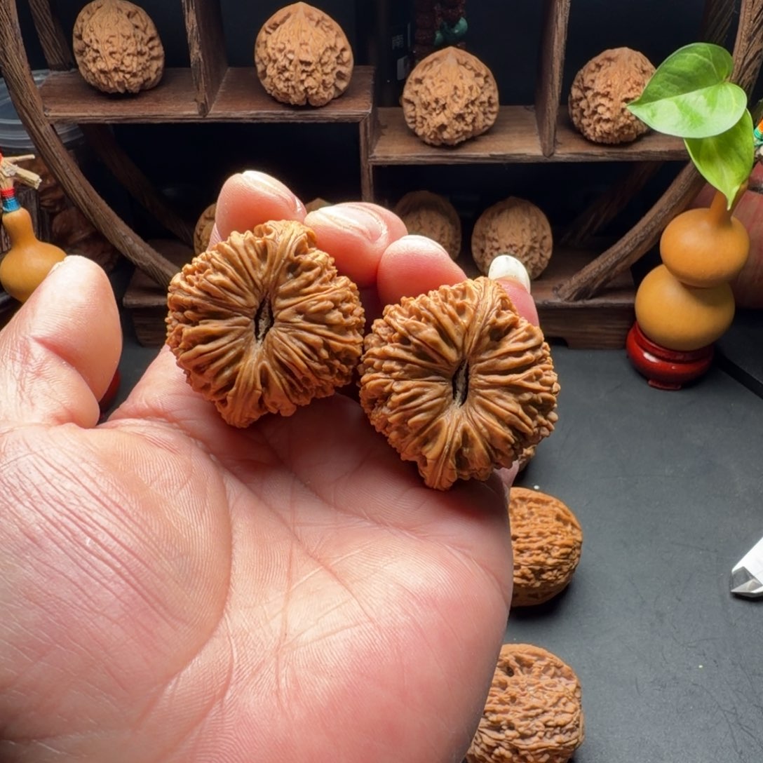 我***猫把件文玩核桃南疆石一字脐菊花底拉丝纹尺寸42