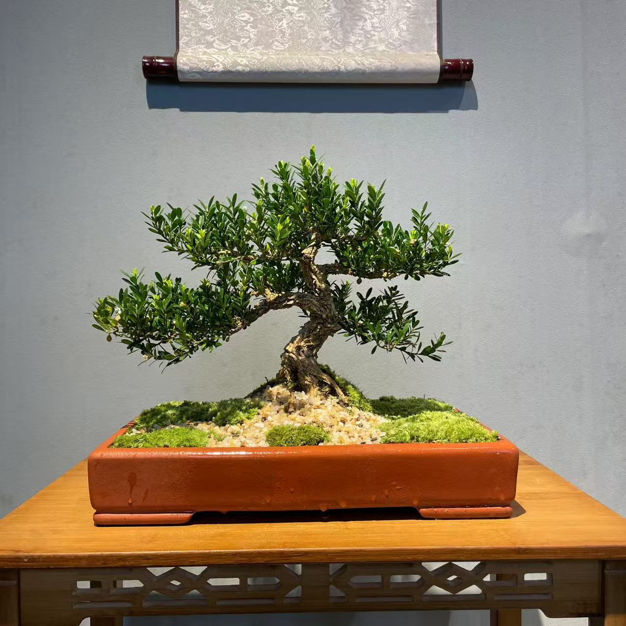 一物一拍紫沙老桩造型黄杨
