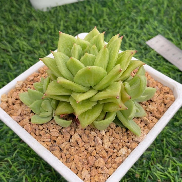 林肯冠幅10 公分一物一拍