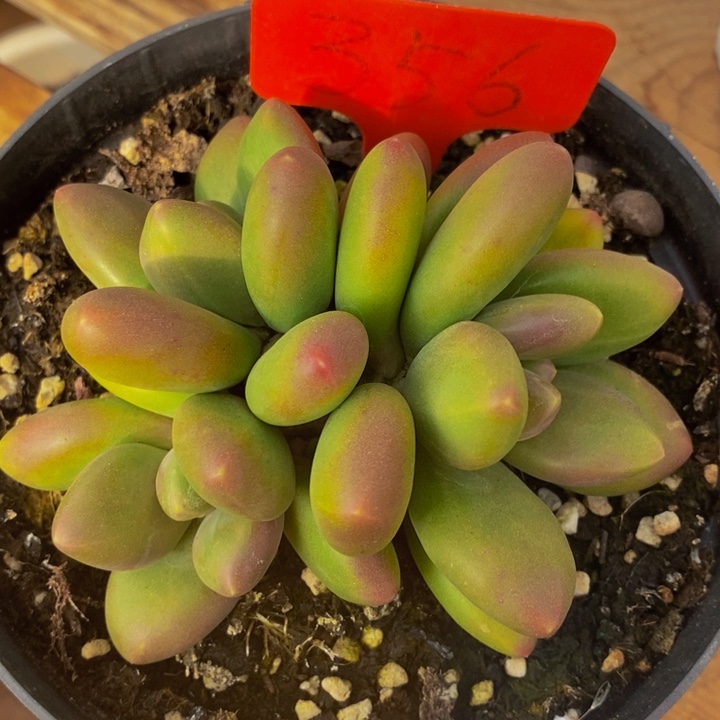 这么大个人都还会做