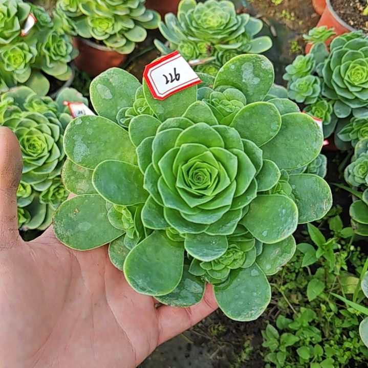 山地玫瑰多肉 226