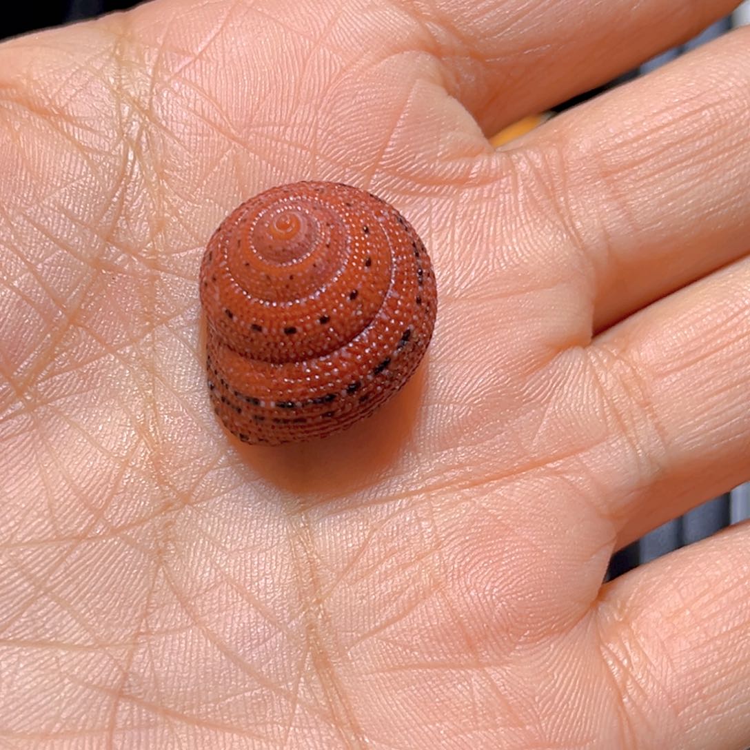 大理石磁石小*强天然贝壳海螺批发零售