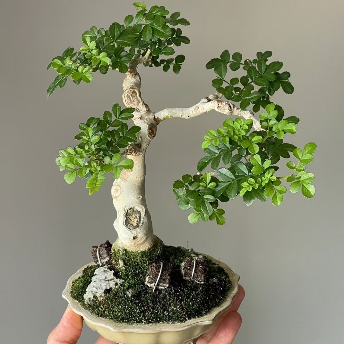 小叶榆树盆景老桩童子功打弯盆栽室内客厅阳台庭院绿植常青植物