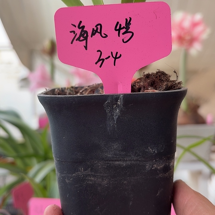 无花朵海风4号朱顶红直径3-4