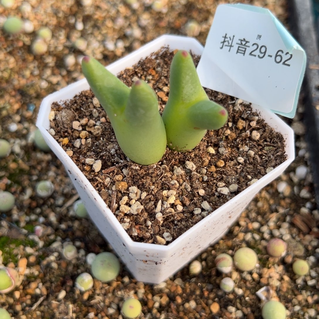 29-62肉锥多肉植物，