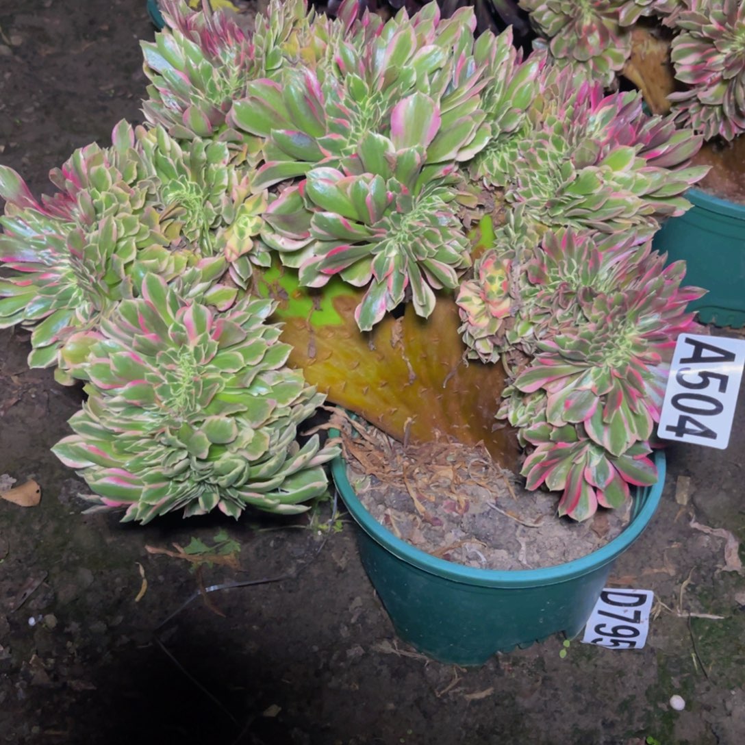 女郎法师16///11包邮