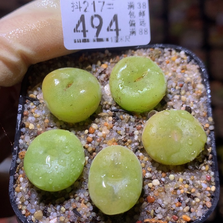 精品生石花217.494