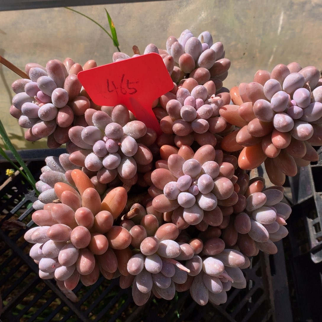 汤圆6262626262626