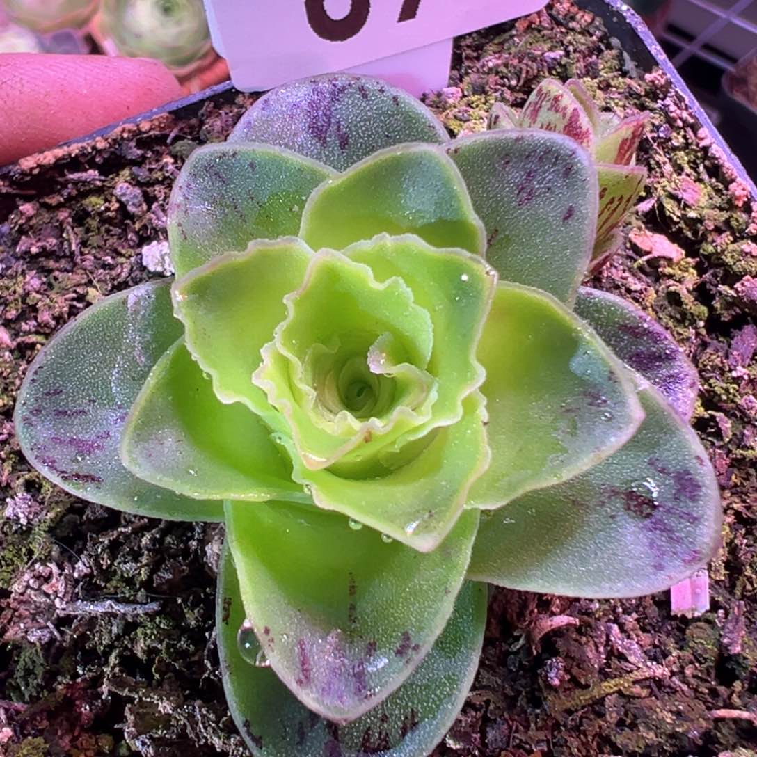红叶891山地玫瑰多肉
