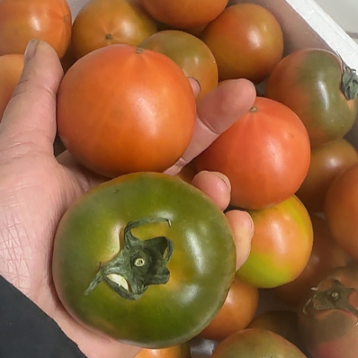 （买4斤送1斤）正宗盐碱地草莓柿子水果柿子铁皮西红柿酸甜