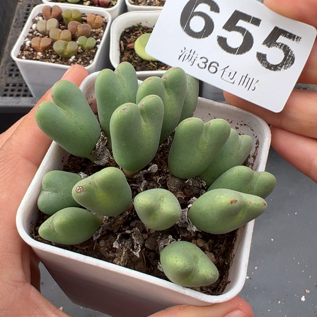 1.25好看的多肉655