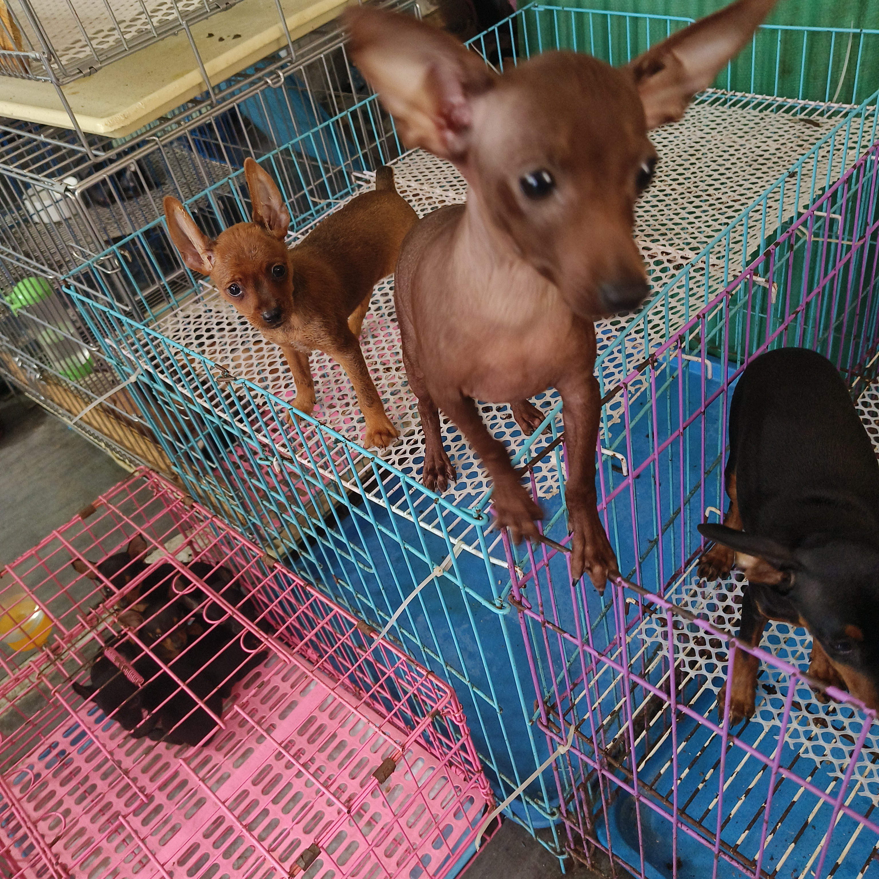 腊肠小鹿犬中小型犬室内犬