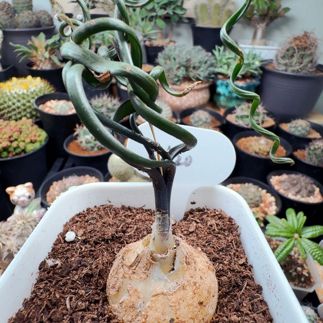 620母本钢丝弹簧草