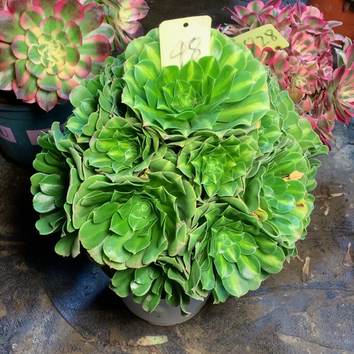 48翡翠琉璃多肉一物一拍