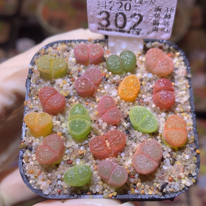 精品生石花220.302